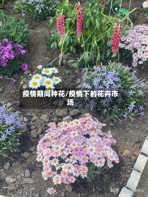 疫情期间种花/疫情下的花卉市场-第2张图片