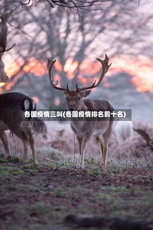 各国疫情三叫(各国疫情排名前十名)