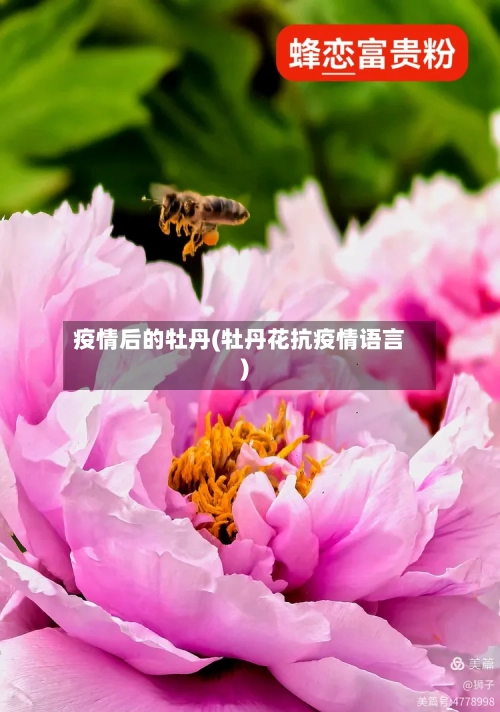 疫情后的牡丹(牡丹花抗疫情语言)-第3张图片