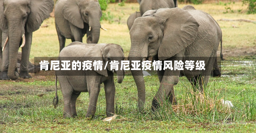 肯尼亚的疫情/肯尼亚疫情风险等级