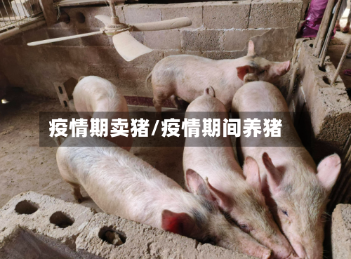 疫情期卖猪/疫情期间养猪-第3张图片